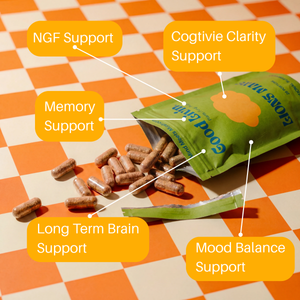 Productivity & Brain Bundle